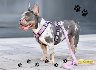 Keep Your Pup Safe and Stylish with a  Dog Harness Bundle